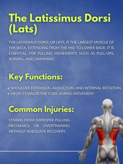 The latissimus dorsi, or lats, are the largest muscles of the back and are crucial for all pulling movements. Learn about their function and how to avoid common injuries through proper mechanics and recovery.