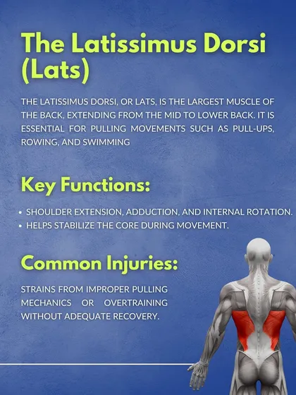 The Latissimus Dorsi (Lats). This graphic explains that the lats are the largest muscle of the back and are essential for pulling movements like pull-ups and rowing, as well as core stabilization.