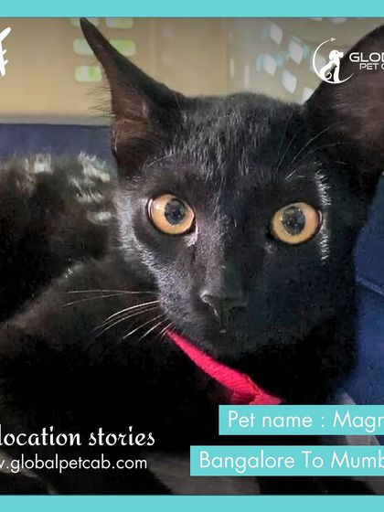 Global Pet Cab - Domestic Pet Relocation Air Travel: Flying Your Pet Safely photo 8