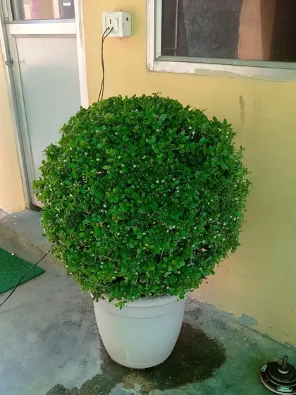 A close-up of one of our topiary ball plants. These are great for adding a touch of formal elegance to doorways, patios, or office spaces.