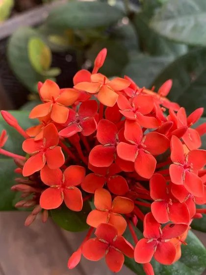 A dense cluster of bright red Ixora flowers, also known as jungle geranium, which are excellent for creating colorful hedges.