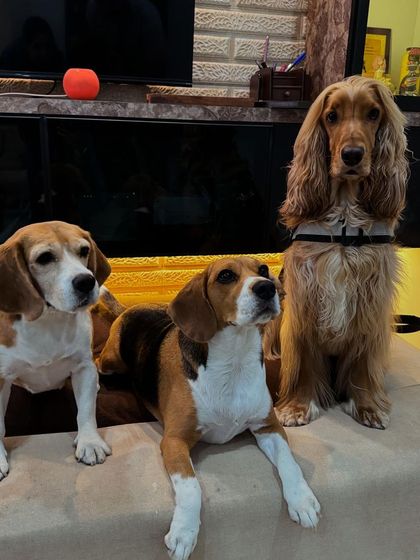 Finally, a perfect shot of all three! Posto, the seasoned professional, with his two beagle friends.