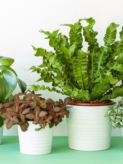 We offer a wide variety of textures in our plant selection. This group includes a ruffled Bird's Nest Fern, a red-veined Fittonia, and a glossy Peperomia, all in simple white pots to let the foliage shine.