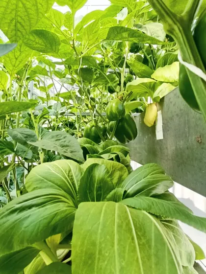 These images show my experiments with companion planting, like growing fast-harvesting Pokchoi alongside slower-growing capsicum to maximize space.