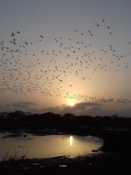 The flock forms a beautiful arc against the twilight sky, a magical moment from an early flamingo watching trip.