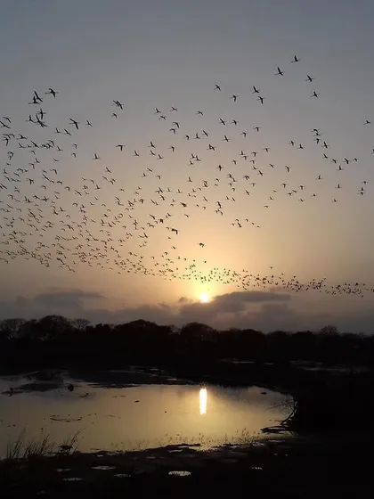 The flock forms a beautiful arc against the twilight sky, a magical moment from an early flamingo watching trip.