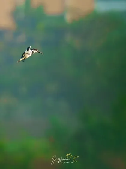 A duplicate of the kingfisher against a soft green background, a shot that isolates the subject beautifully.