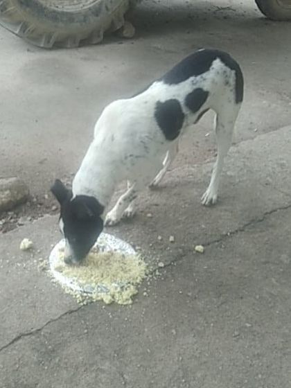 Another of Veena's dogs enjoys a meal. We verify and support feeders like her, ensuring that donations for street feeding reach the dogs who need it most.