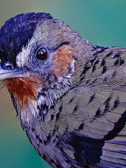 An intimate close-up of a Rufous-chinned Laughingthrush. The intricate scaling on its breast, the subtle rufous chin, and the dark cap are all rendered in stunning detail.
