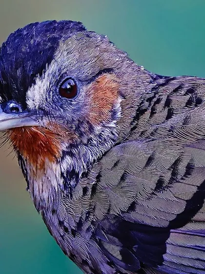 An intimate close-up of a Rufous-chinned Laughingthrush. The intricate scaling on its breast, the subtle rufous chin, and the dark cap are all rendered in stunning detail.