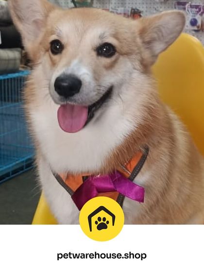 Pet Warehouse - Pet Grooming Services Happy Tails Gallery photo 16