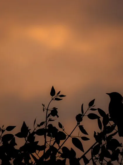 The simple silhouette of a Brahminy Starling against a golden hour sky. I love using light and shadow to create dramatic, emotional scenes that highlight the quiet moments in nature.