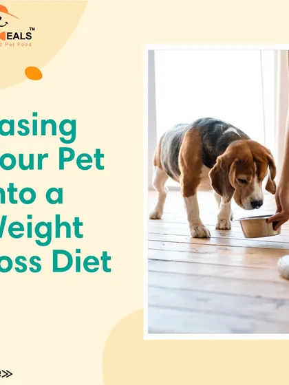 This collection of infographics and product shots provides a comprehensive guide to understanding, preventing, and managing dog obesity with my specialized diet plans and responsible treating tips.