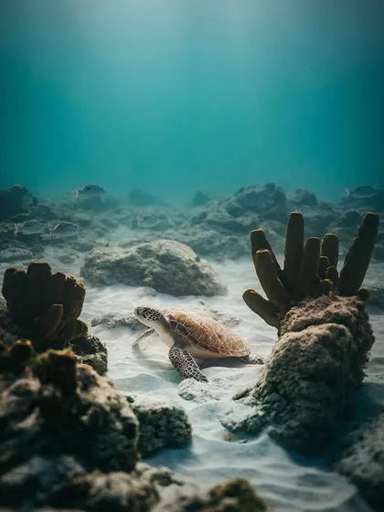 A sea turtle rests on the ocean floor among corals in Aruba. Finding these quiet moments is what makes underwater wildlife photography so rewarding.