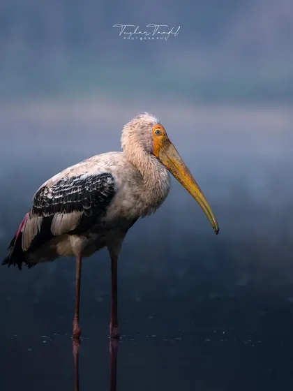 A juvenile Painted Stork stands in the water, its softer colors and curious expression telling a story of youth in the wild.
