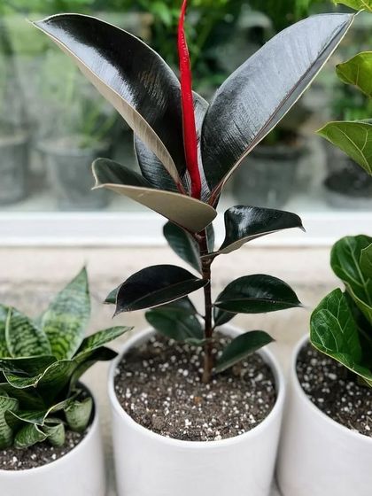 A trio of popular and easy-to-care-for indoor plants: the Snake Plant, the Black Prince Rubber Plant, and the Fiddle Leaf Fig. Their contrasting forms and colors create a visually appealing group in simple white ceramic pots.