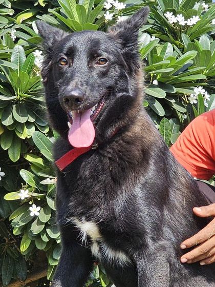 A beautiful black Gaddi dog, a Himalayan sheepdog breed, enjoying the sunshine.