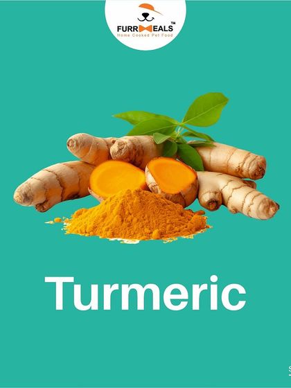 This series takes a closer look at the incredible health benefits of turmeric. Learn how this simple spice can support heart health, reduce inflammation, and provide general immune system support for your dog.