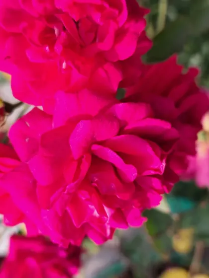 Bhardwaj - Urban Gardening Consultation A Riot of Colorful Flowers photo 100