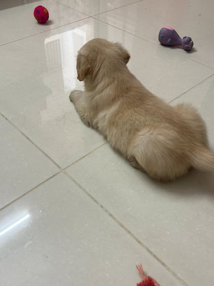 Star Pups - Pet Boarding & Daycare Puppy Paradise photo 12