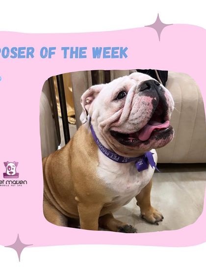 What a happy face! This English Bulldog is beaming after his spa day. We pay special attention to cleaning facial wrinkles to ensure good hygiene for brachycephalic breeds.