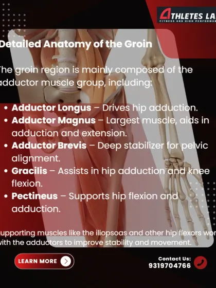 This graphic details the anatomy of the groin, breaking down the five primary adductor muscles and their specific roles in hip adduction, flexion, and pelvic alignment.