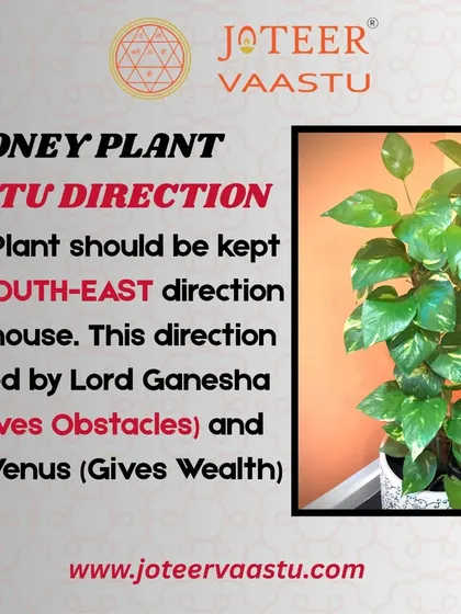 We integrate Vaastu Shastra with astrology for holistic solutions. This image shows a simple yet effective tip for placing a Money Plant to attract wealth, governed by the planet Venus and Lord Ganesha.