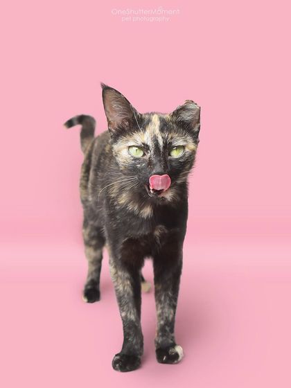 Priyanka - Family & Pet Photography Classic Studio Portraits photo 7