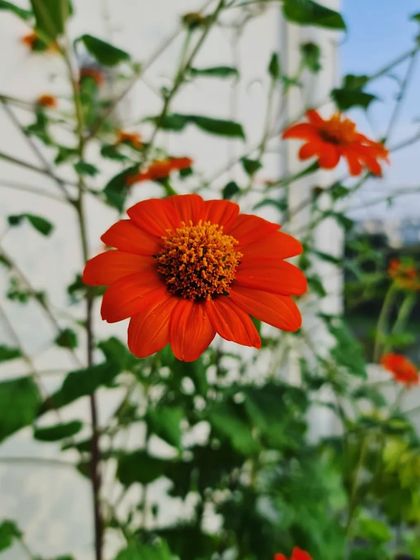 Sushma Reddy - Urban Gardening Coaching Beautiful Blooms & Indoor Greenery photo 6