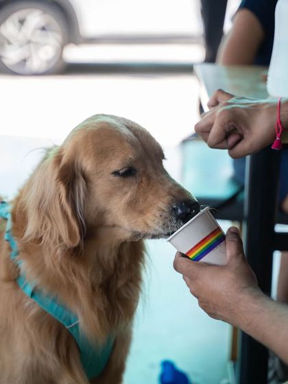 Charlie's Animal Rescue Centre - Community Outreach & Education Community Fundraising Events photo 45