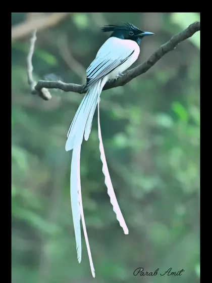 The Asian Paradise Flycatcher is pure elegance in motion. Its long, white tail feathers flow like ribbons as it darts through the forest. Capturing its graceful form is a challenge that combines quick reflexes with an understanding of the bird's behavior, a key focus in my advanced photography workshops.