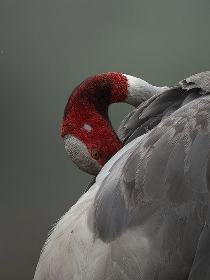 A close-up of a Sarus Crane preening its feathers at Dhanauri wetland. The detail in its plumage and the curve of its neck show the elegance of this magnificent bird.