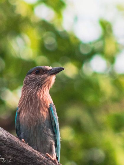 My first good shot of an Indian Roller, captured in Satpura Tiger Reserve. The bird was looking up, seemingly pondering its dinner options, with a beautiful bubbly bokeh background from the sunlit trees.