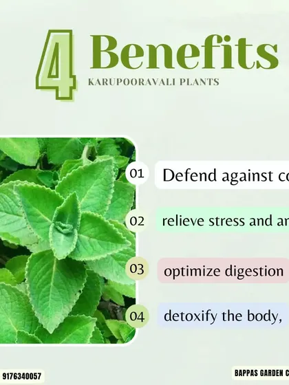 Learn about the benefits of Karupooravali (Indian Borage), a popular medicinal herb. We provide these plants which can help defend against colds and relieve stress.