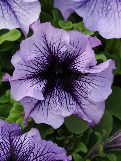 A truly dramatic petunia with light purple, ruffled petals and a deep, black, veined center. This variety is perfect for creating a bold and sophisticated look.