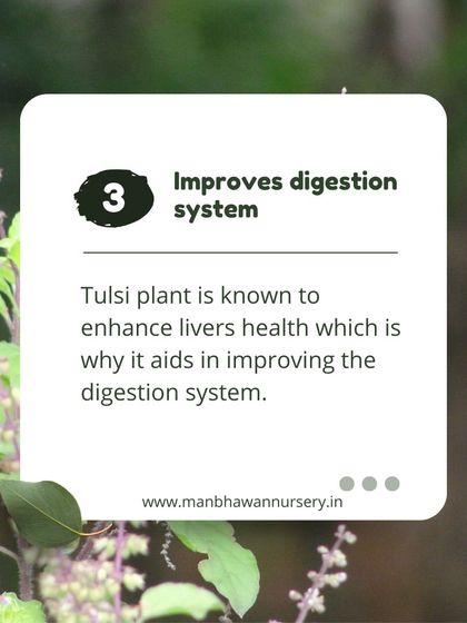 The Tulsi plant is also known to enhance liver health, which is why it aids in improving the overall digestion system. It's a true herb for all reasons.