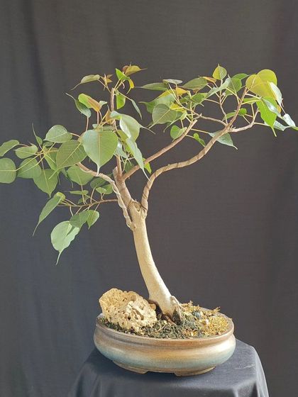 A Peepal bonsai with a graceful, curving trunk. This tree, set against a dark backdrop, showcases its elegant form and the delicate shape of its leaves.