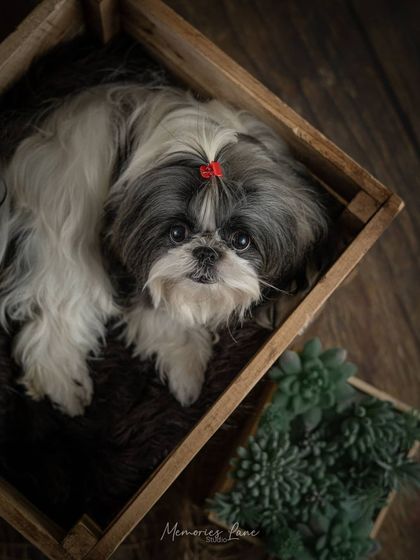 Alamgir - Fine Art Pet Photography Vintage & Rustic Themed Sessions photo 10