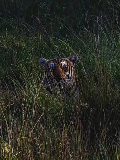 Can you spot the tiger? This shows how perfectly these predators are adapted to their environment, hiding in plain sight within the tall grasses of the jungle.