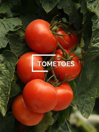 Grow Your Own Vegetables photo 6