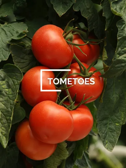 There is nothing like the taste of a sun-ripened, homegrown tomato. My tomato seeds are perfect for starting indoors before transplanting to your garden for a summer full of flavor.