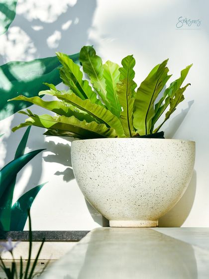 Greening Commercial Spaces photo 50