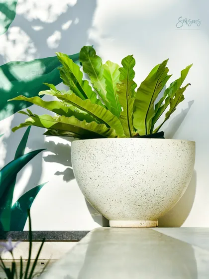 A Bird's Nest Fern in a beautiful speckled white pot, basking in the sunlight. The shadows cast on the wall behind it create a dynamic interplay of light and nature, adding to the beauty of the space.