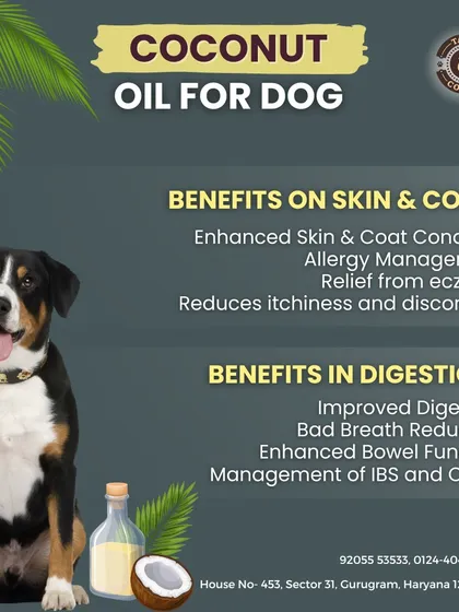Did you know coconut oil has amazing benefits for dogs? It can improve their skin and coat, help with allergies and itchiness, and even aid in digestion and reduce bad breath.