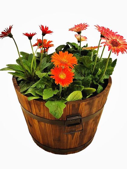 A clean look at my wooden barrel planter, filled with vibrant gerbera daisies. This versatile pot works beautifully for a variety of flowering plants and adds a touch of rustic elegance wherever it's placed.