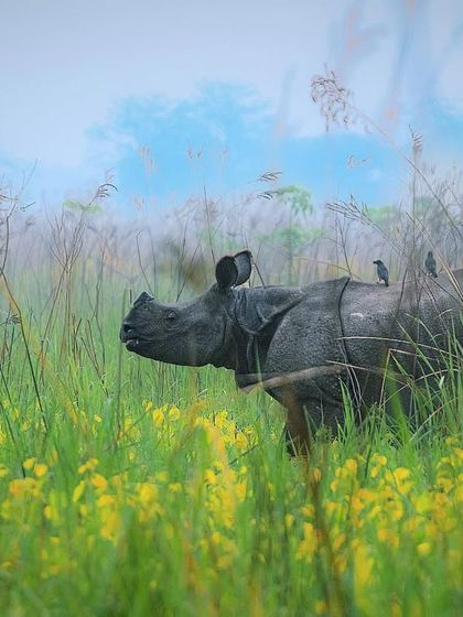 Additional Work photo 6