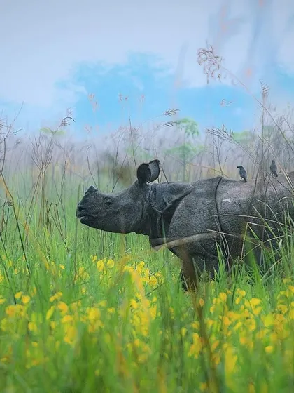 A Greater One-horned Rhino, or Indian Rhino, stands in a field of yellow flowers in Manas National Park, Assam. The soft, misty light creates a painterly effect for this armored giant.