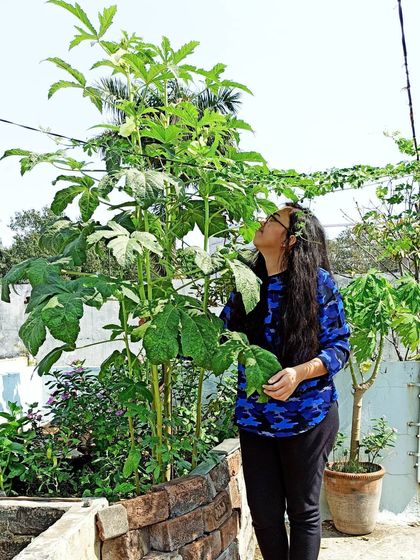 My Balcony Farm: Growing Your Own Food photo 10