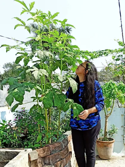 My okra plant grew so tall in its container bed. This shows that with the right soil mix and care, plants can reach their full potential even without being in the ground.