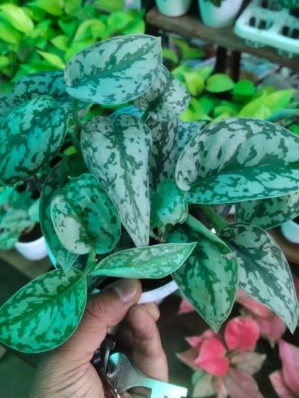 This is a Scindapsus 'Exotica', a variety of Satin Pothos with large, highly silvered leaves. It's a beautiful and easy-to-care-for trailing plant.
